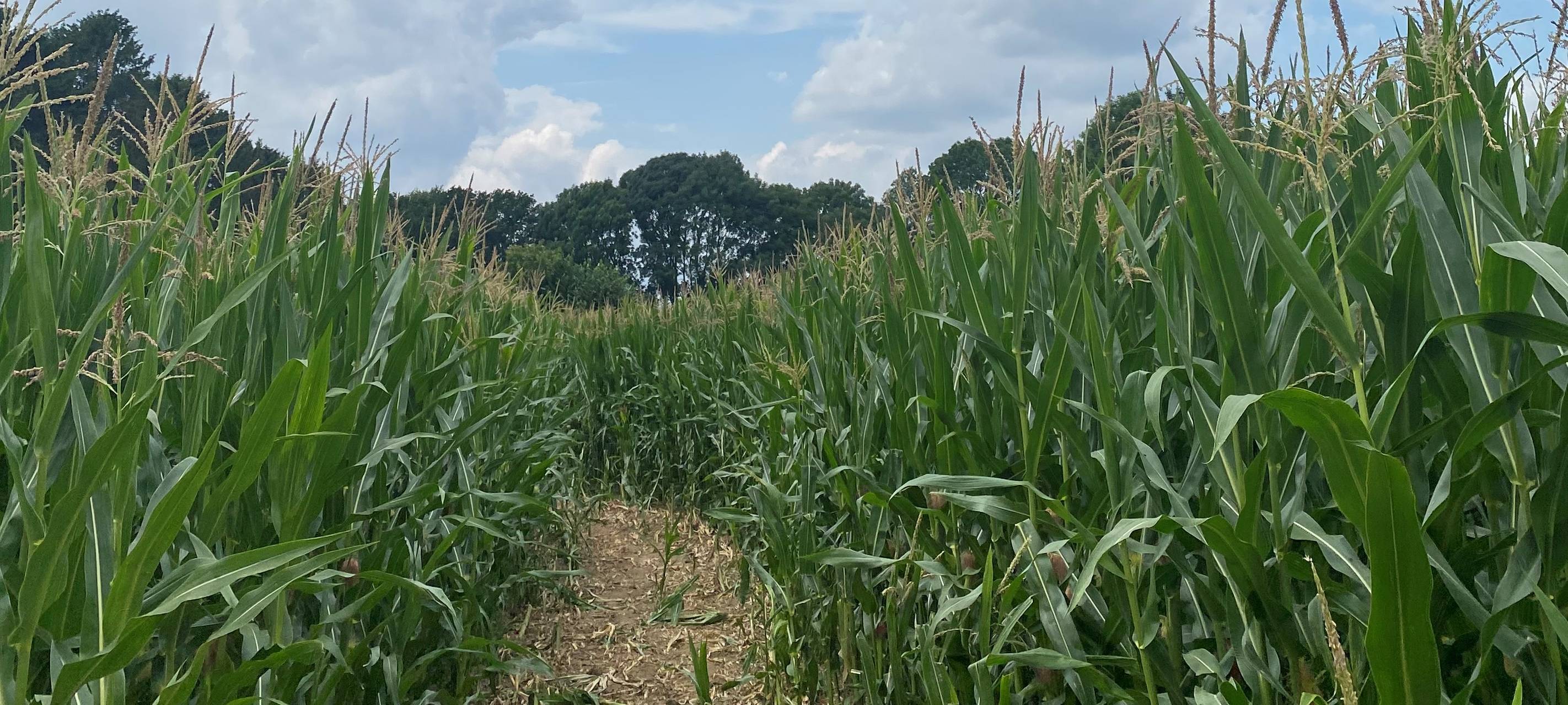 Bergische Landwirte mit Ernte zufrieden
