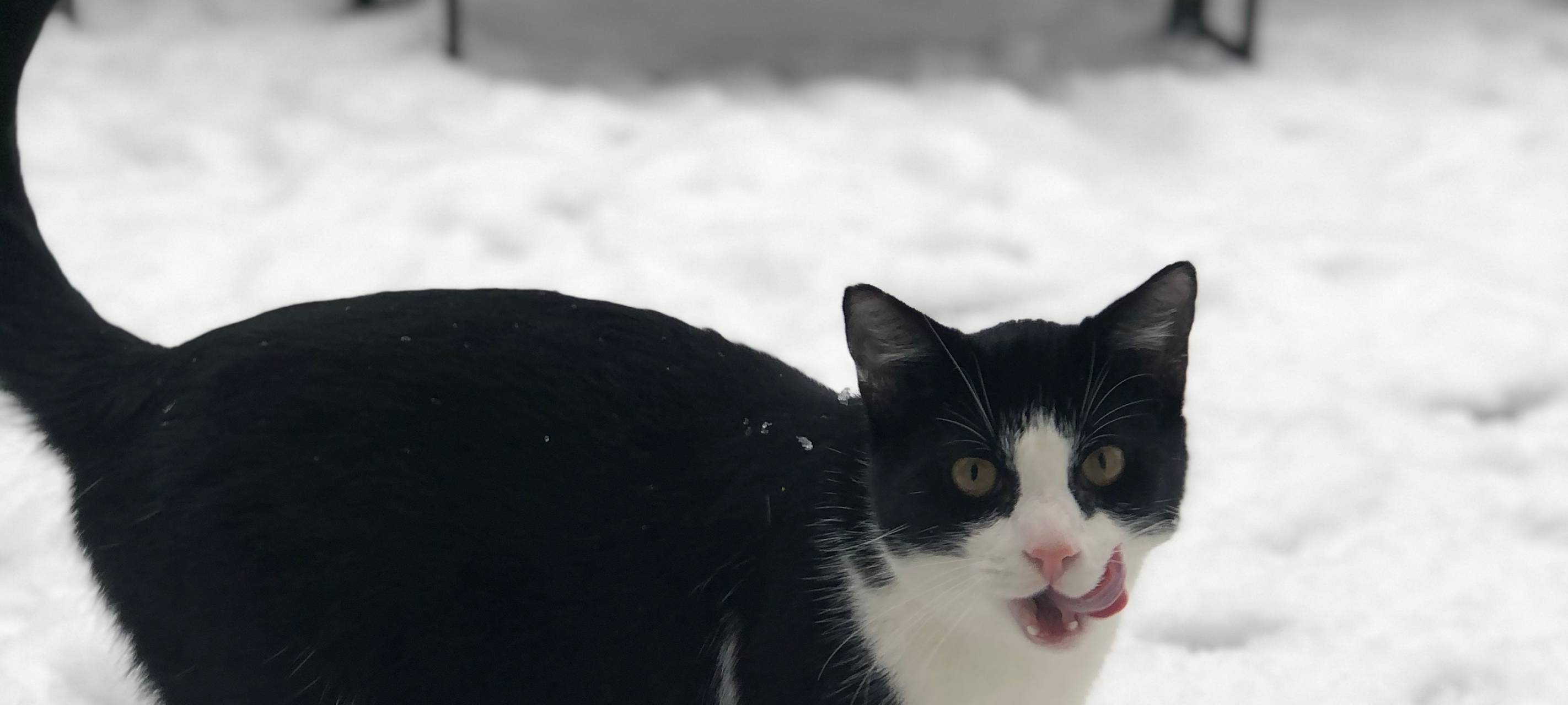 Katze Spike in Odenthal-Eikamp vermisst