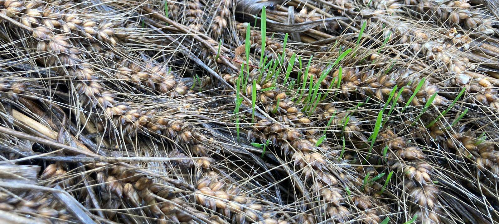 Zu viel Regen für Getreide-Ernte