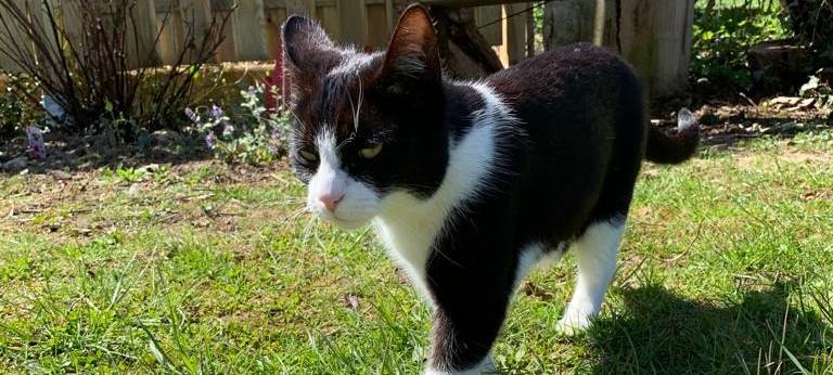 Katze Pandi in Hebborn gesucht