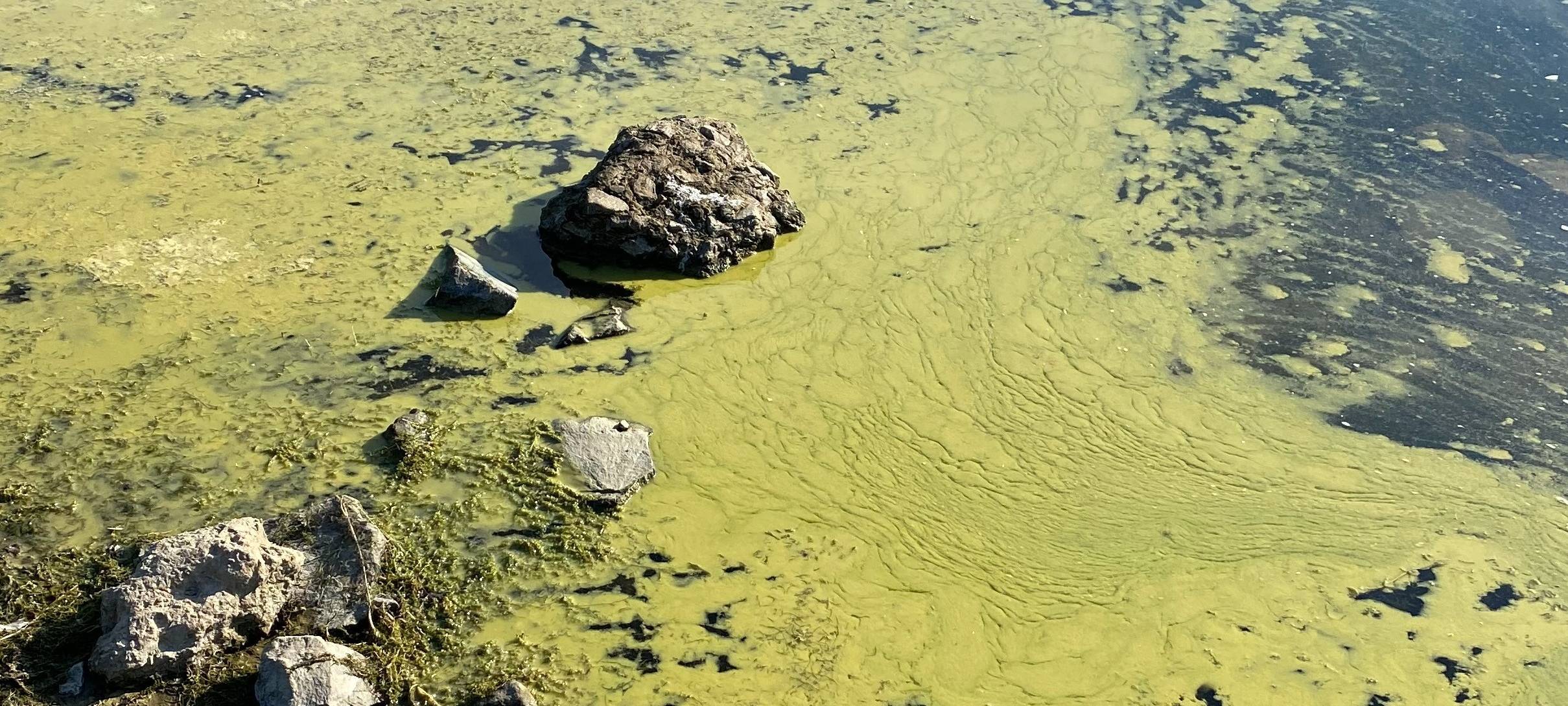 Badeverbot: Blaualgen in der Lingesetalsperre in Marienheide