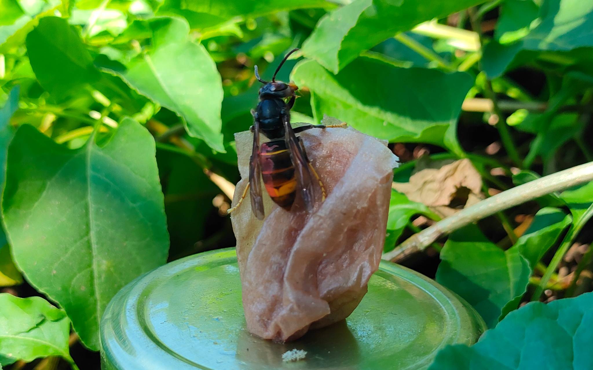 Asiatische Hornissen auf dem Vormarsch