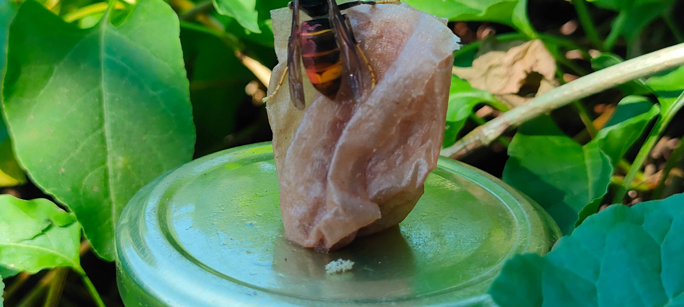 Asiatische Hornisse weiter auf dem Vormarsch