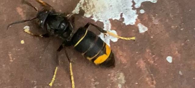 Asiatische Hornisse in Hückeswagen