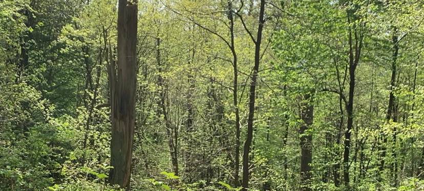 Forstarbeiten rund um Schloss Lerbach gehen weiter