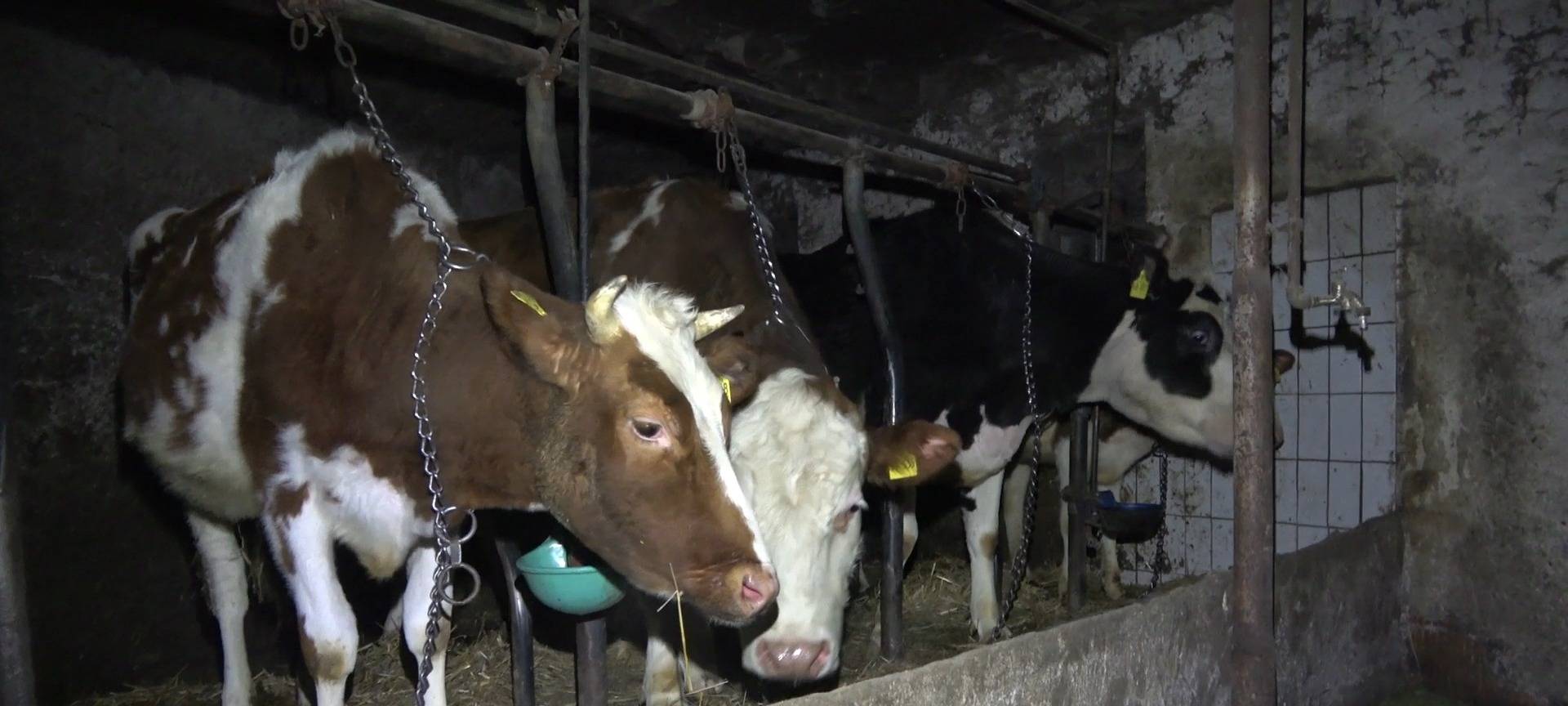 PETA zeigt Betrieb in Bergisch Gladbach an