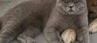 Kater Balu in Overath verschwunden