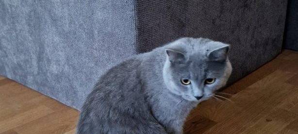 Kater Memphis ist nicht nach Hause gekommen
