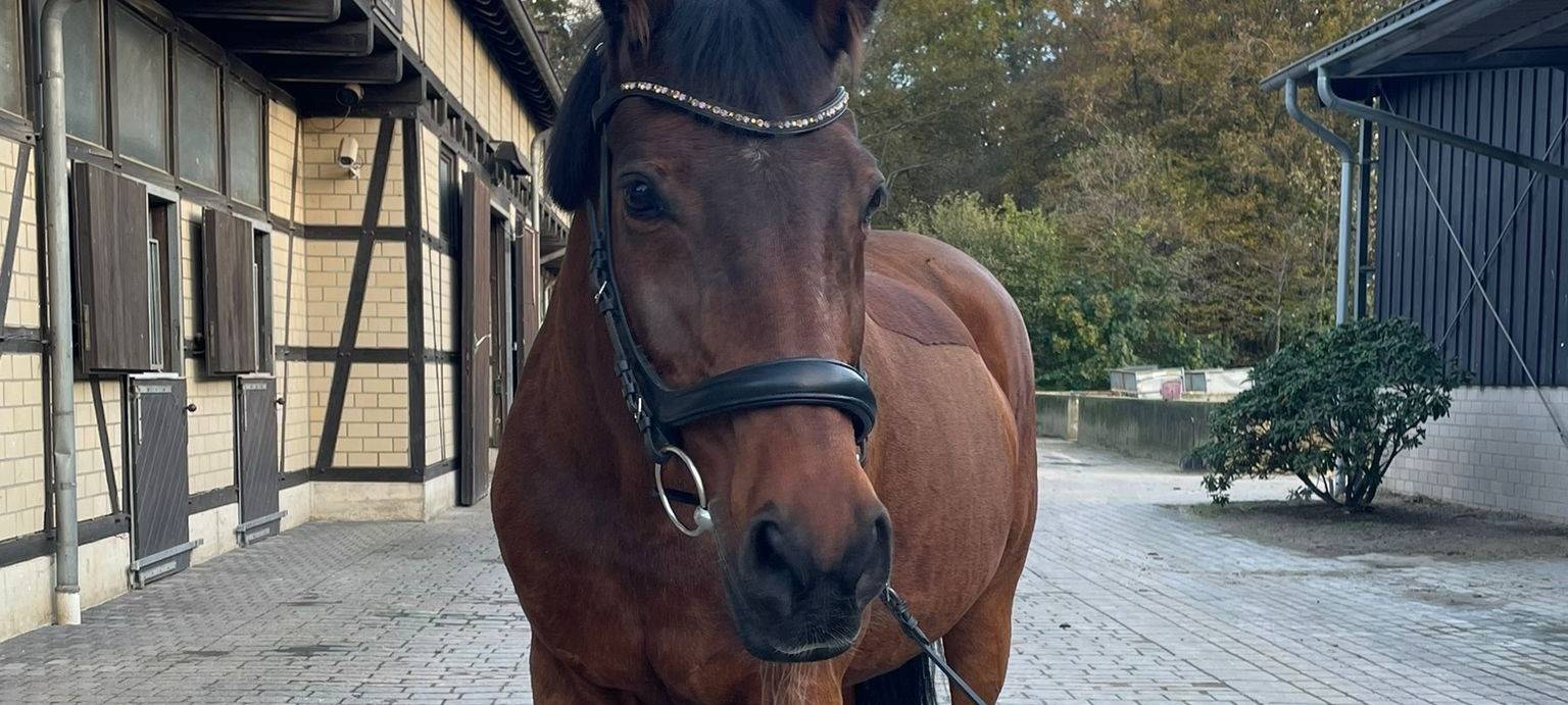Hadley sucht ein neues Zuhause
