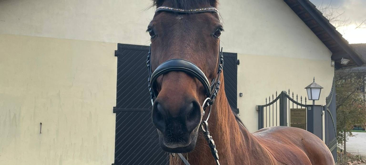 Hadley sucht ein neues Zuhause