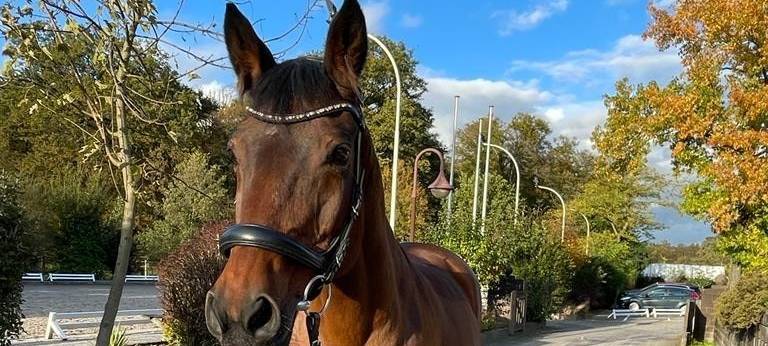 Hadley sucht ein neues Zuhause