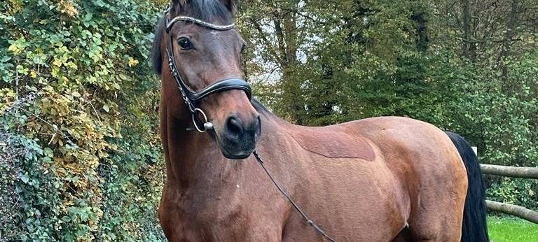Hadley sucht ein neues Zuhause