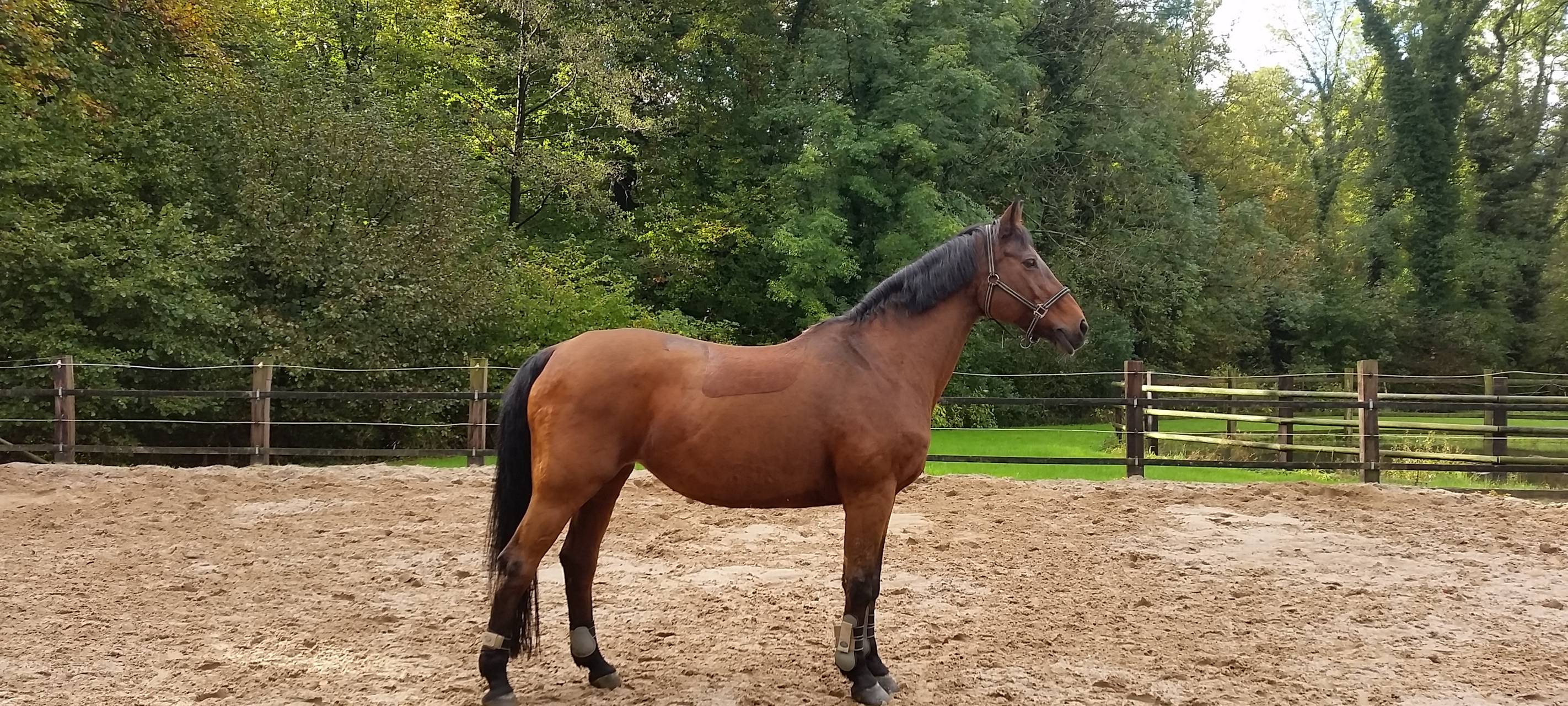 Hadley sucht ein neues Zuhause