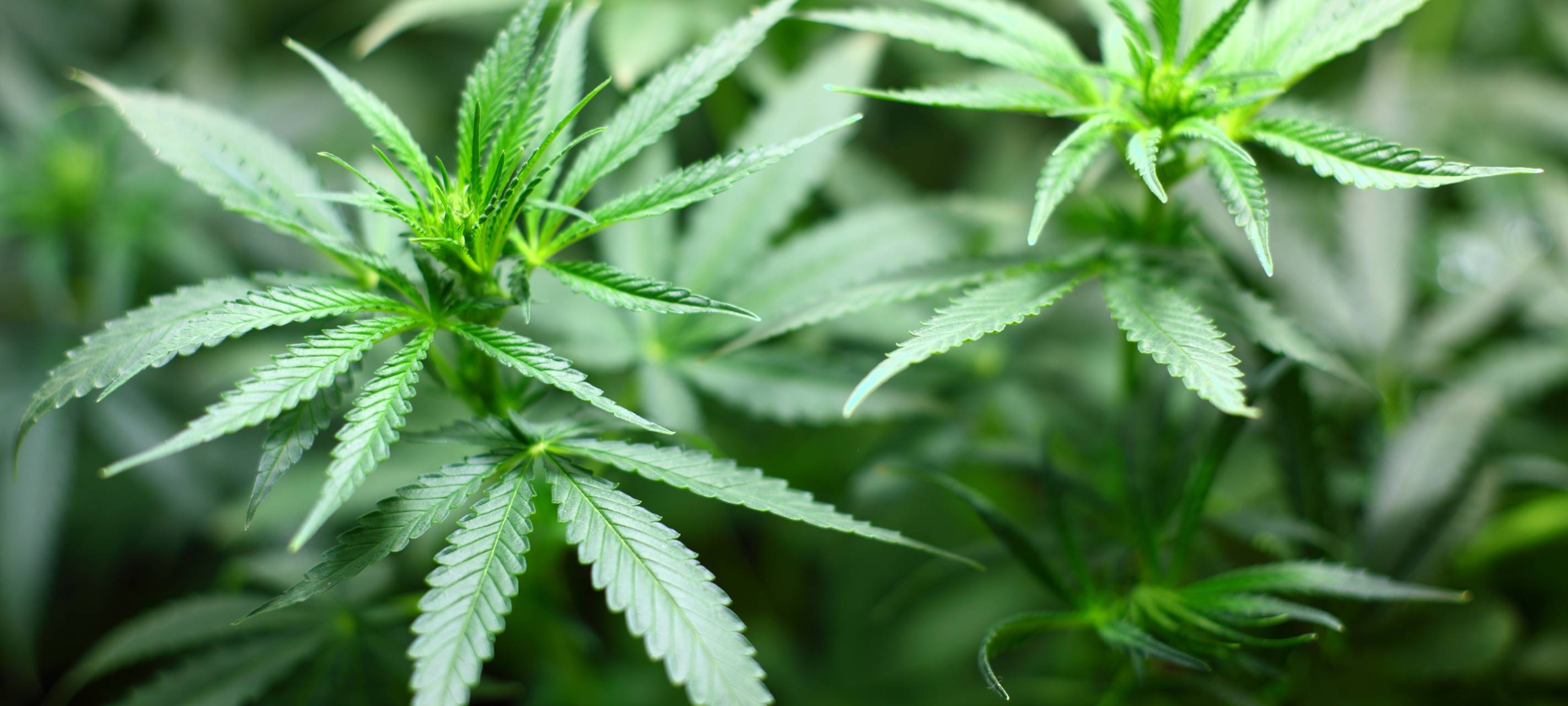 400 Pflanzen: Cannabis-Plantage in Wipperfürth ausgehoben