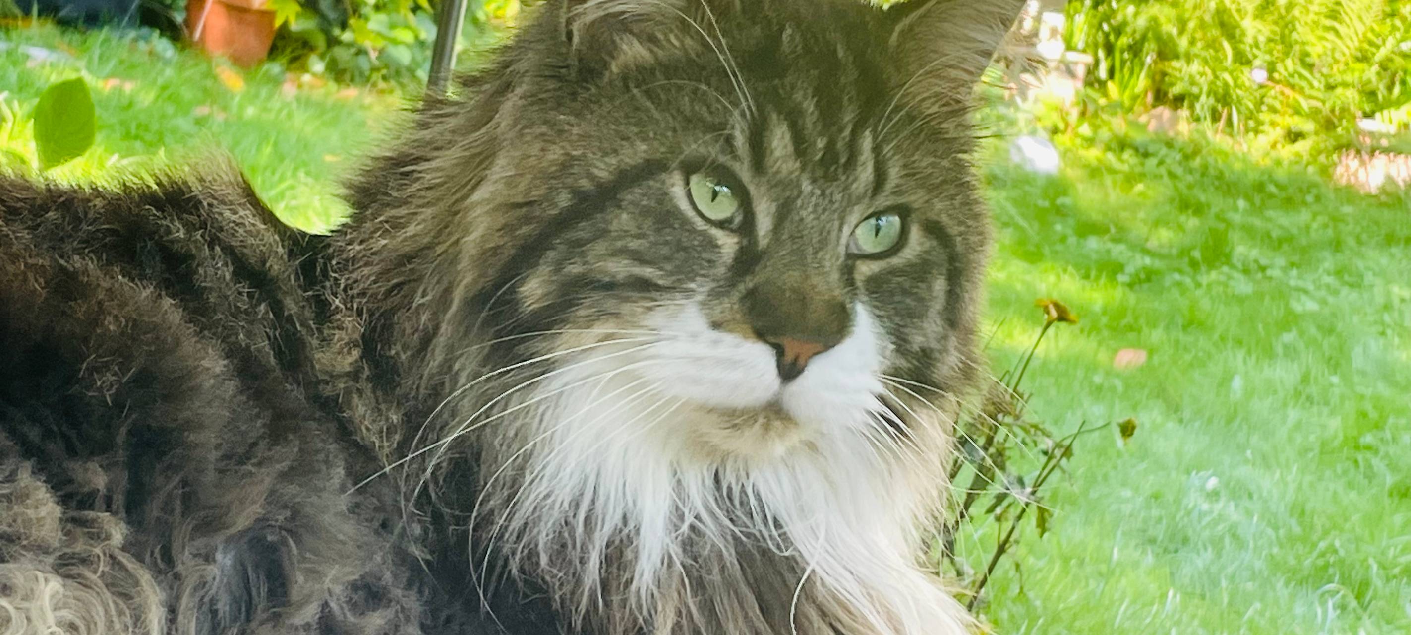 Maincoon Katze Sylvester in Bergisch Gladbach Refrath vermisst