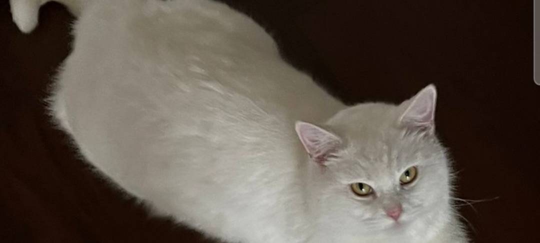 Katze Sky wird in Marienheide vermisst