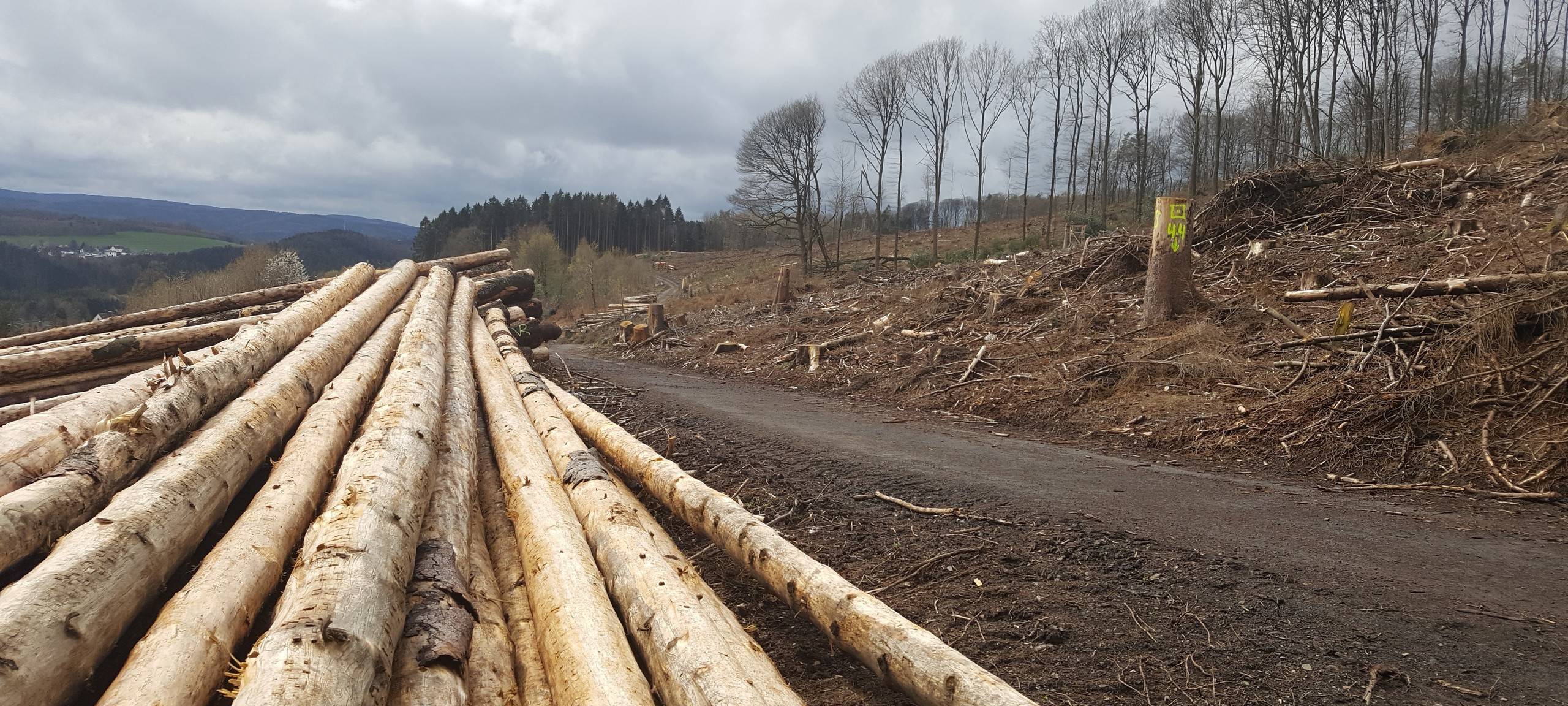 Der bergische Wald wird sich ändern