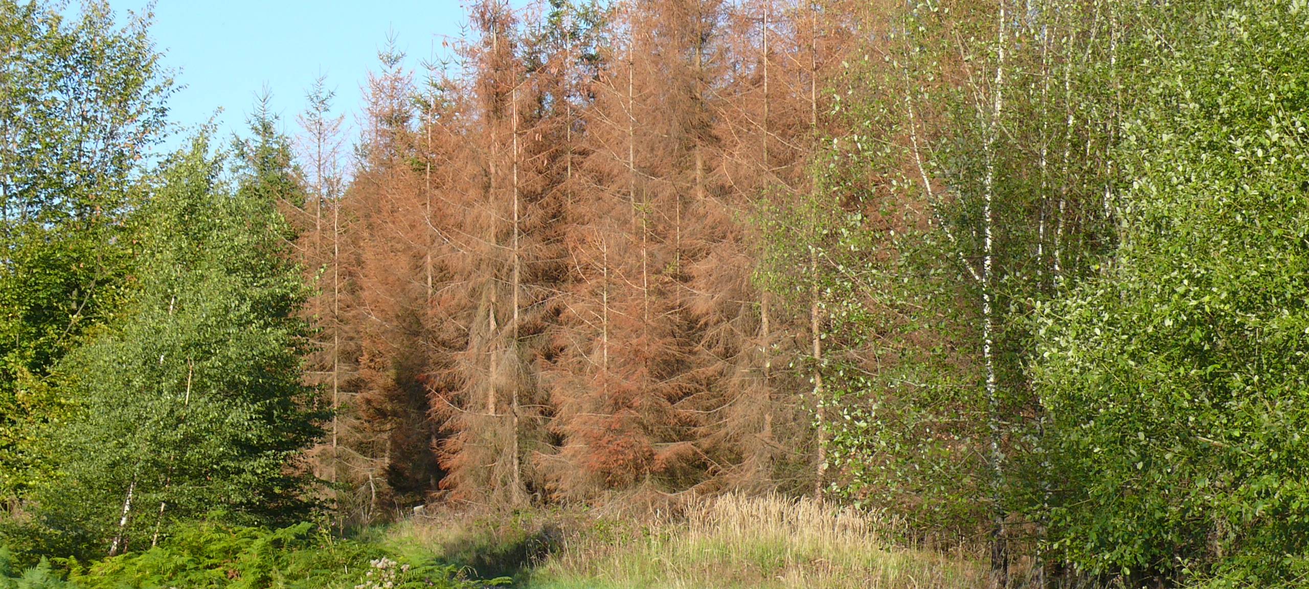 Wald Nordhelle Berghausen
