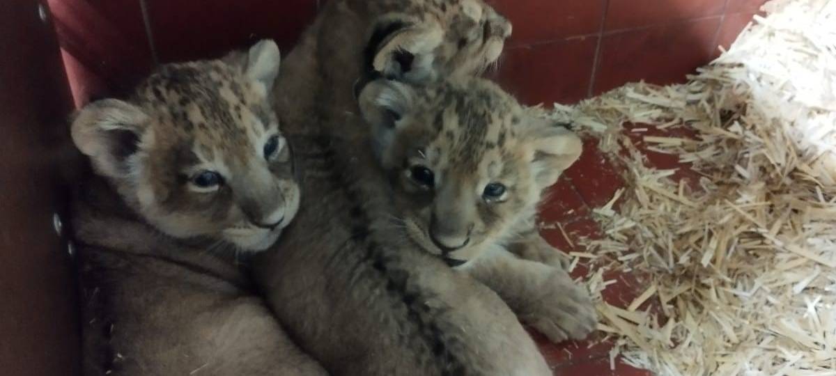 Kölner Zoo: Löwen-Nachwuchs ab April zu sehen