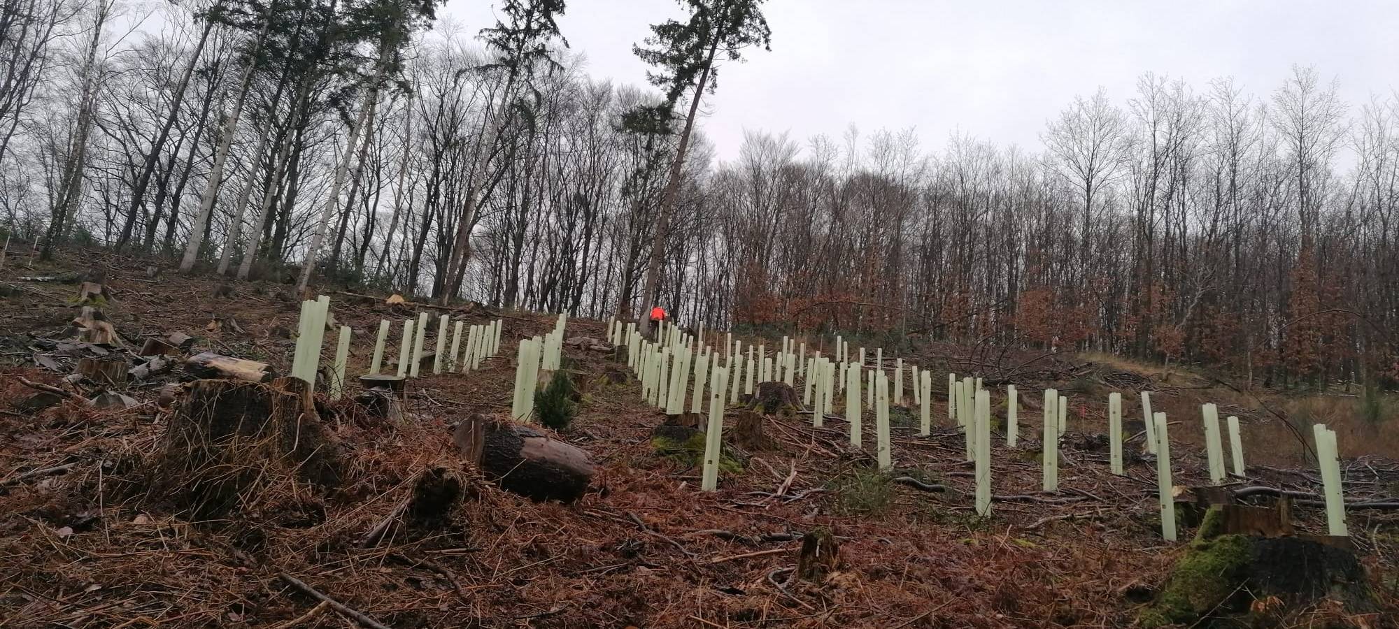 Wald: Experten-Treffen in Bergisch Gladbach