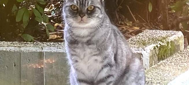 Kater Diego in Odenthal entlaufen