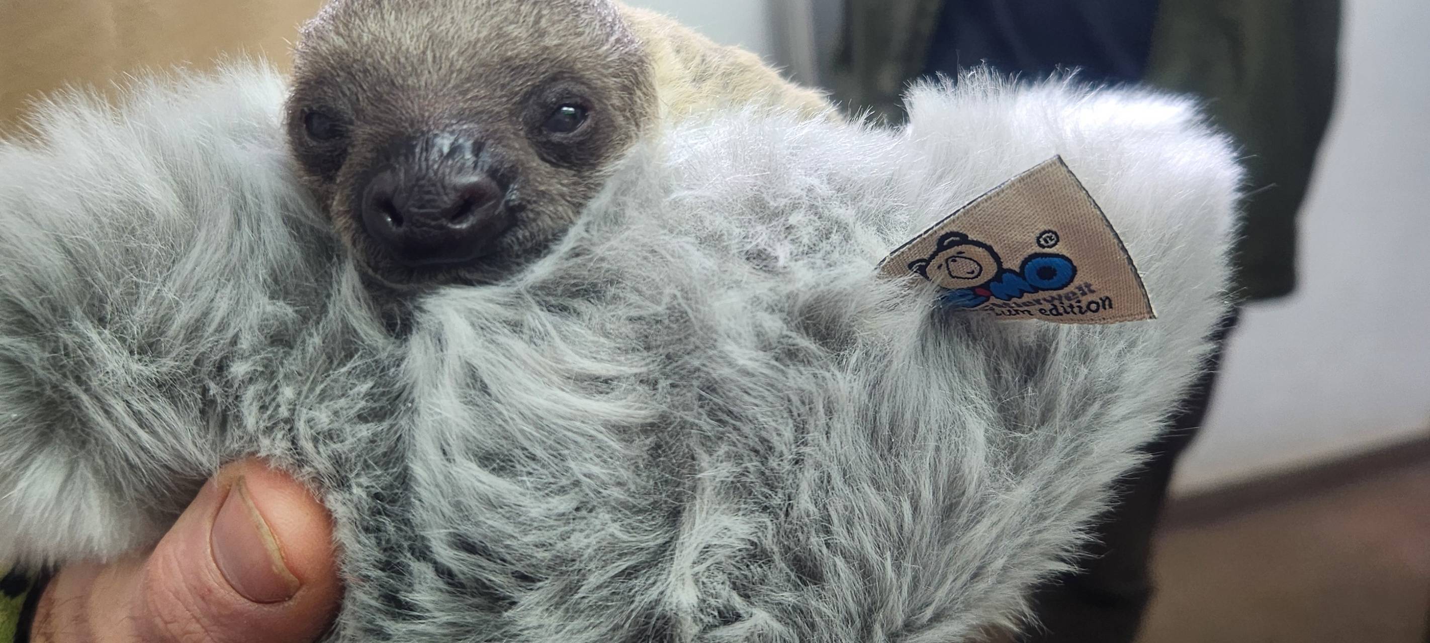 Nachwuchs im Kölner Zoo