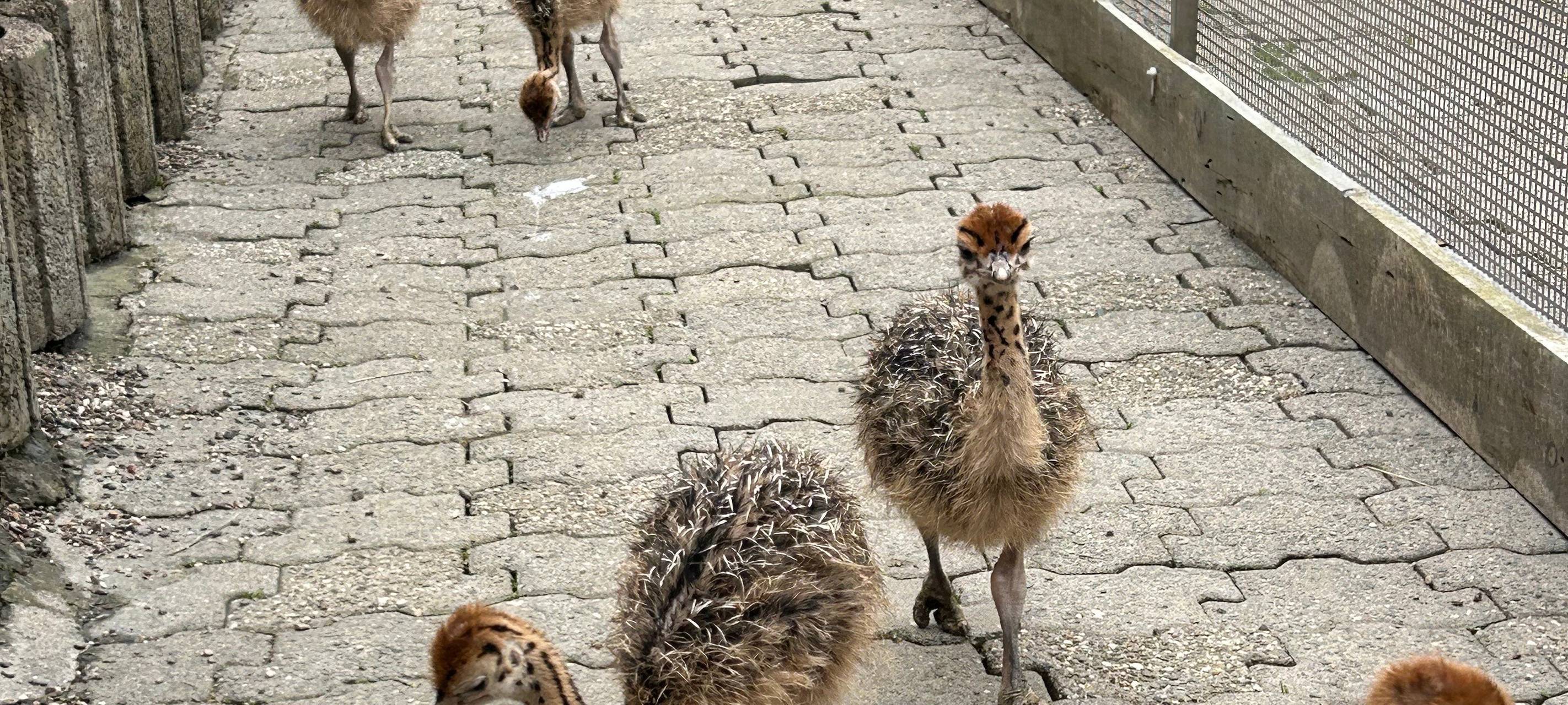 Nachwuchs auf Straußenfarm in Wermelskirchen