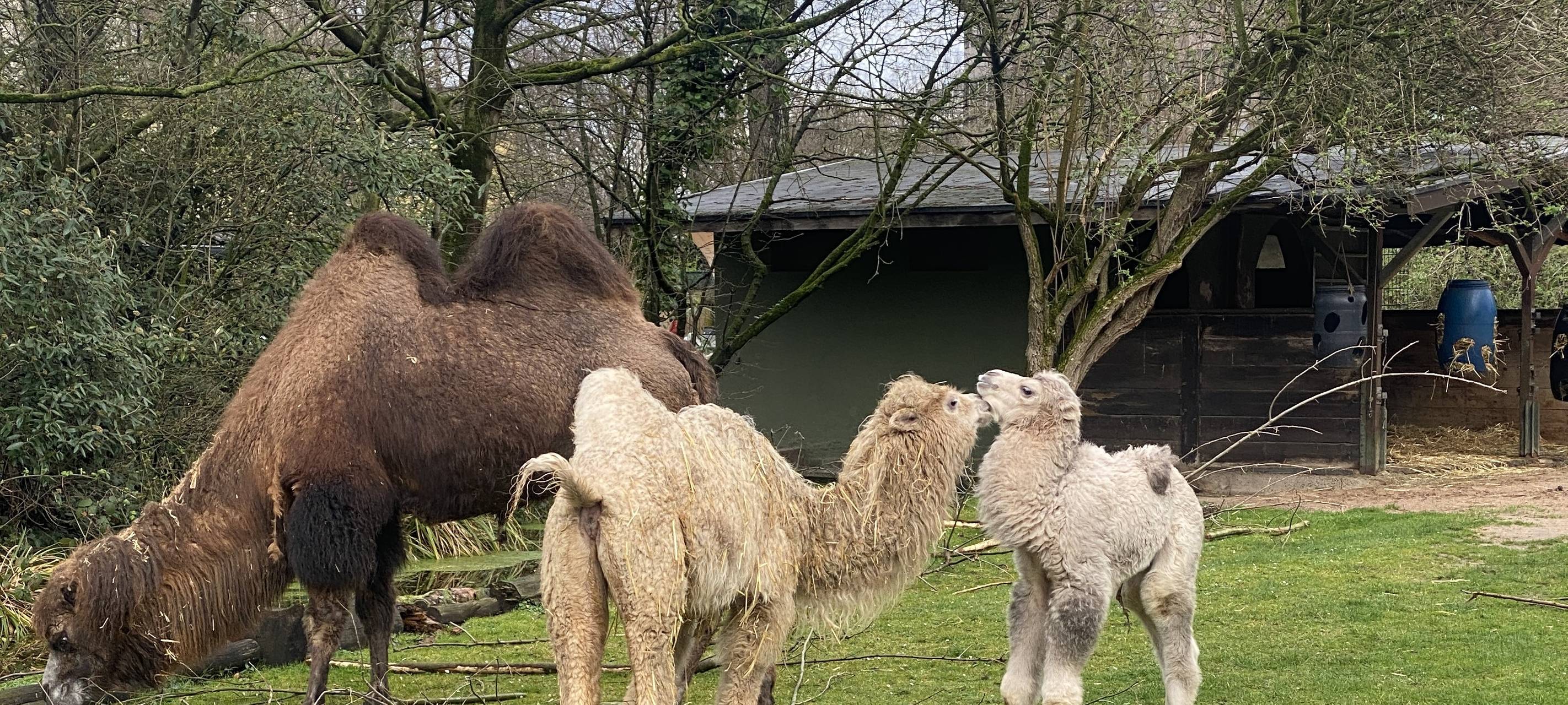 Nachwuchs im Kölner Zoo