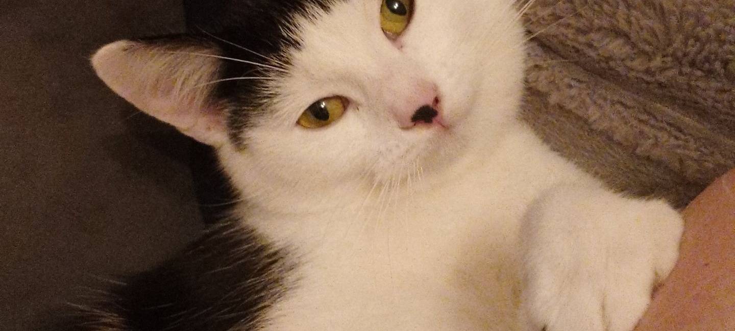 Katze Juna aus Gummersbach wird vermisst