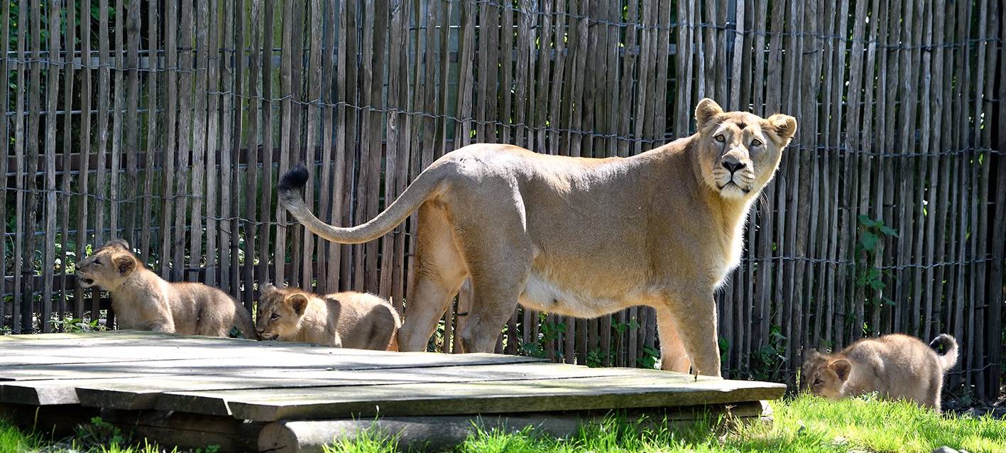 Nachwuchs im Kölner Zoo
