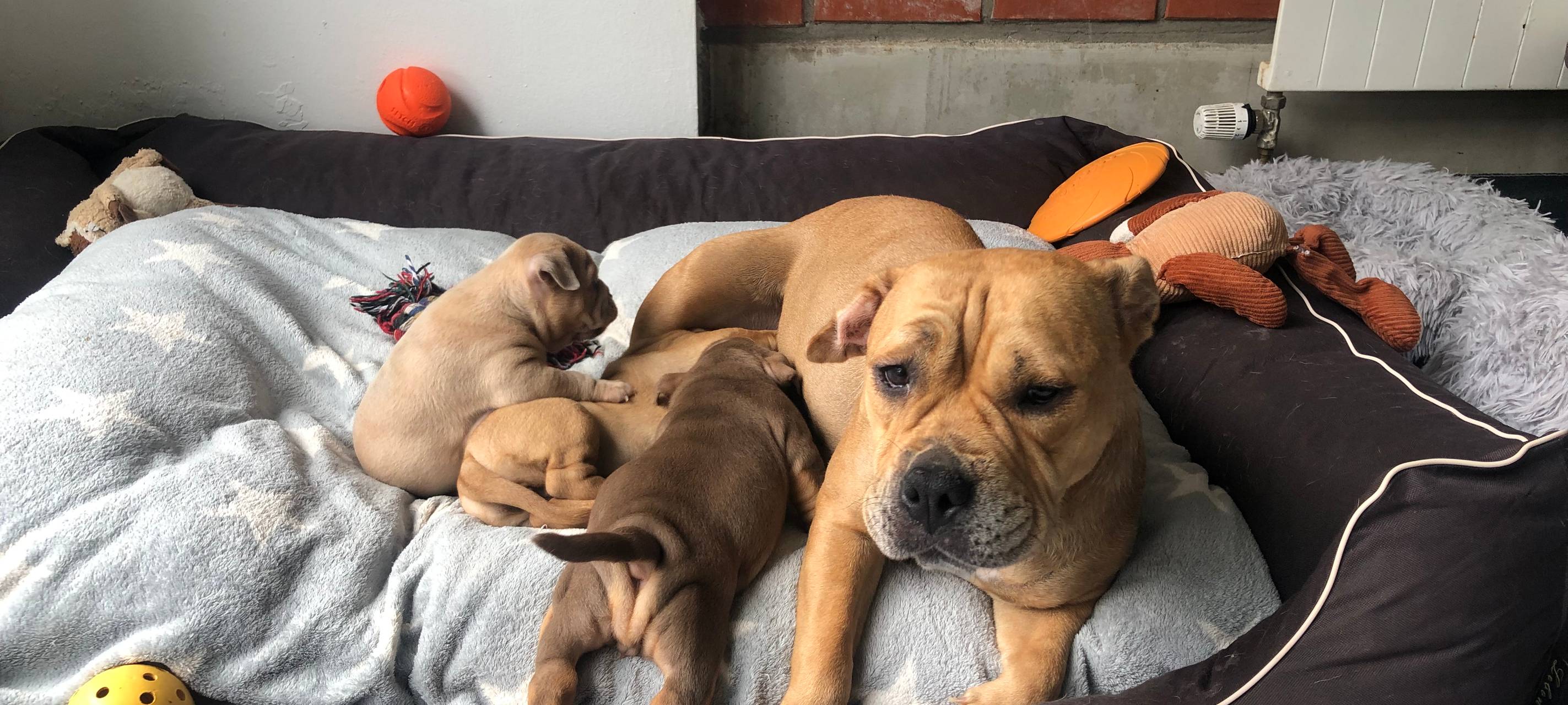 Tierheim Kürten braucht Hilfe