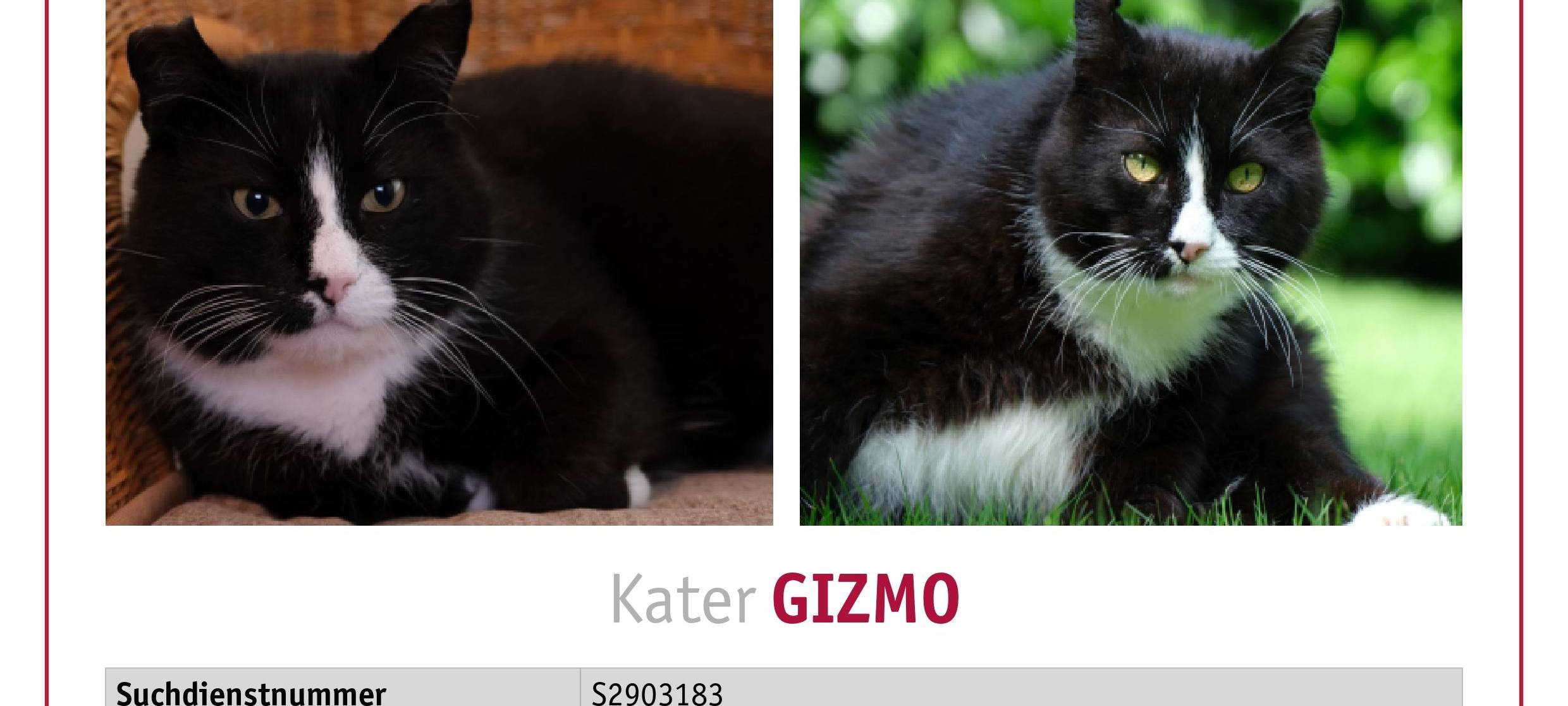 Kater Gizmo in Hückeswagen entlaufen