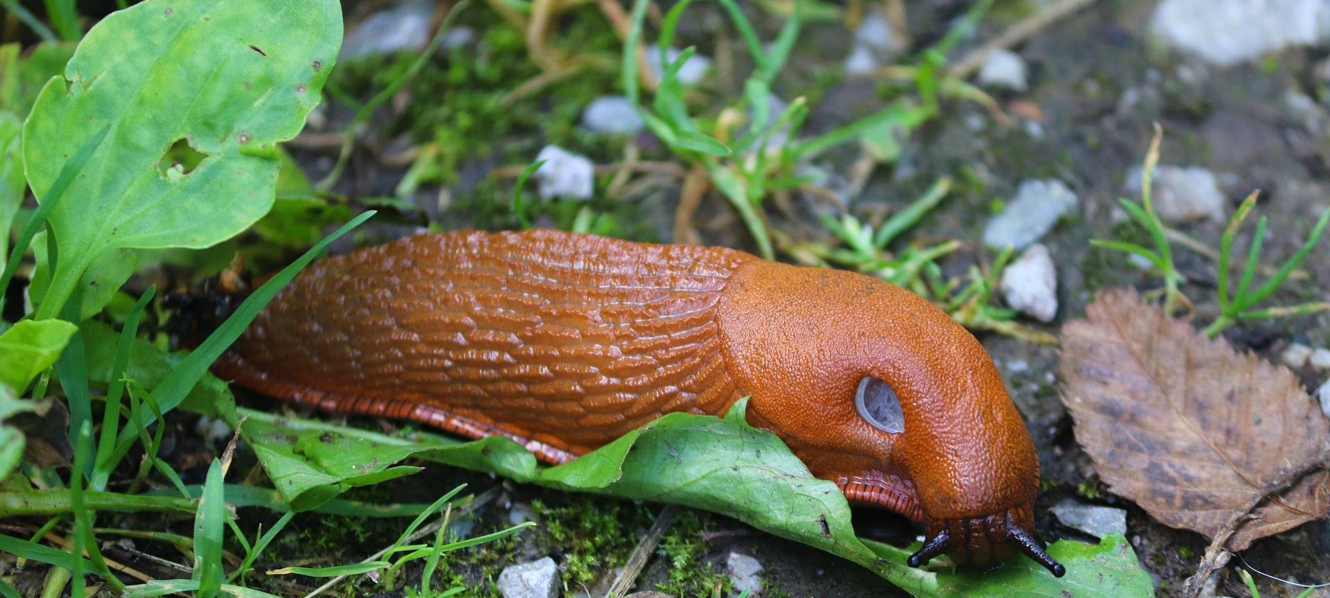"Bitte keine Nacktschnecken im Wald aussetzen!"