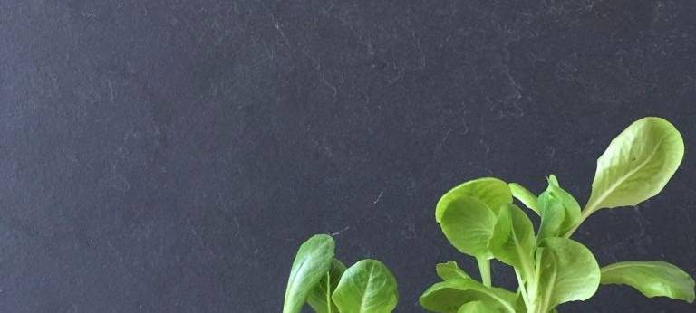 Regrowing Vegetables - Gemüse von der Fensterbank