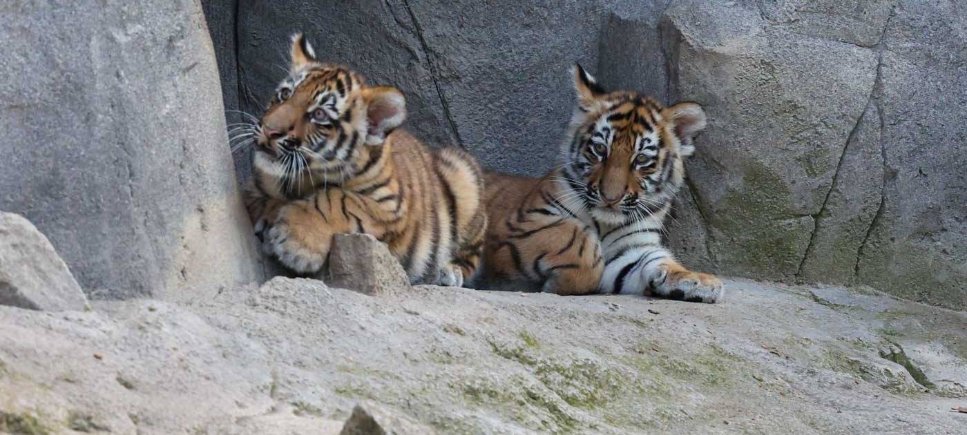 Kölner Zoo: Tiger-Nachwuchs ab sofort auf Außenanlage