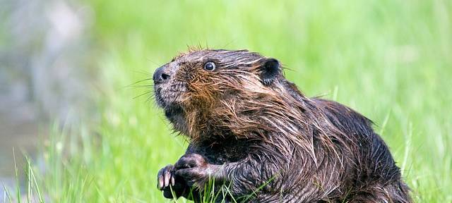 Biber-Nachwuchs im Rheinisch-Bergischen