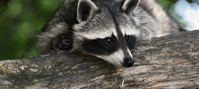 Immer mehr Waschbären im Bergischen
