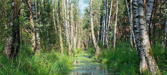 Waldmoor: Umweltminister Krischer in Bergisch Gladbach