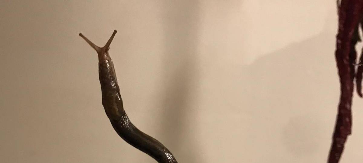 "Bitte keine Nacktschnecken im Wald aussetzen!"