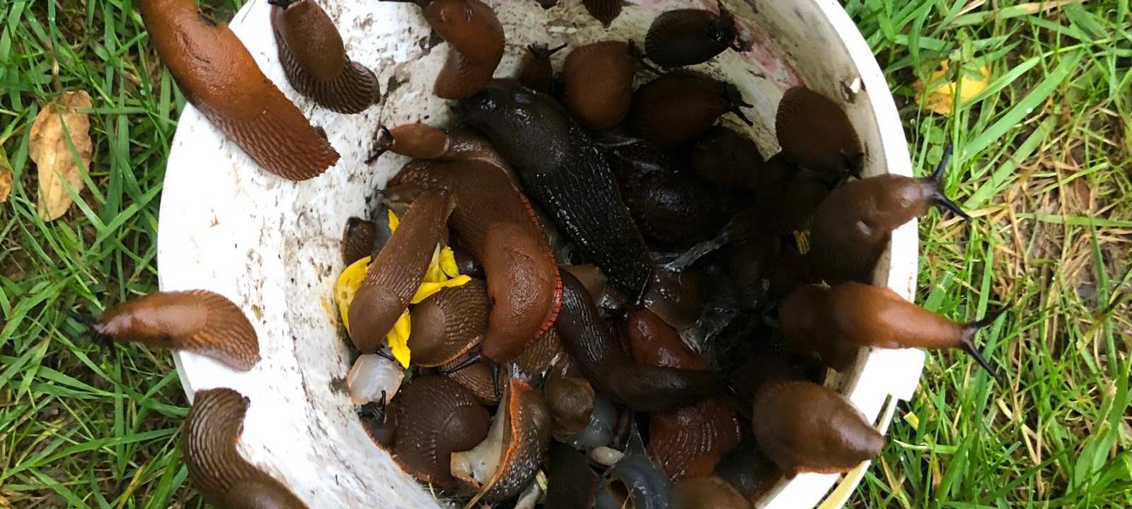 "Bitte keine Nacktschnecken im Wald aussetzen!"