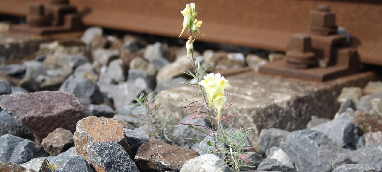 Bergisch Gladbach: Aus für Autobahnzubringer