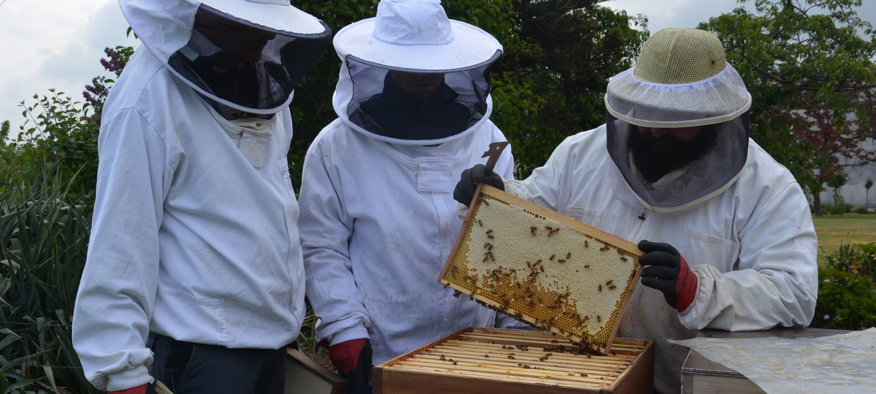 Knastbienen in Leichlingen