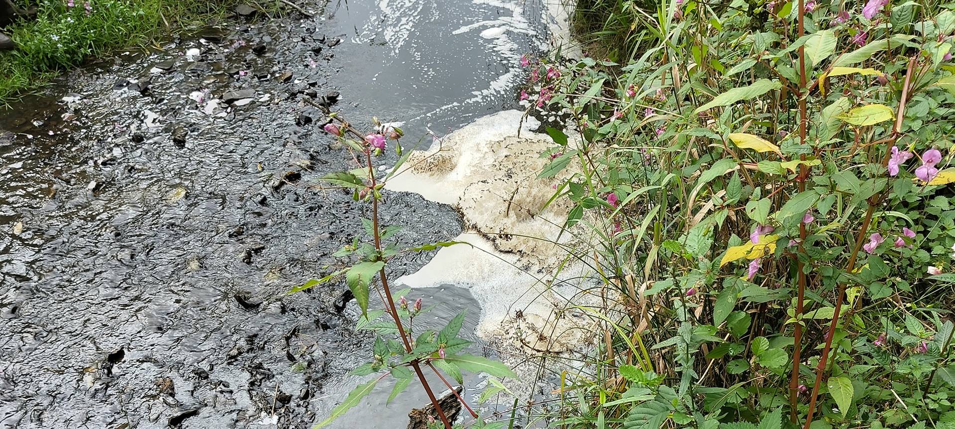 Kreisdirektorin zum Gülle-Gau im Umweltausschuss