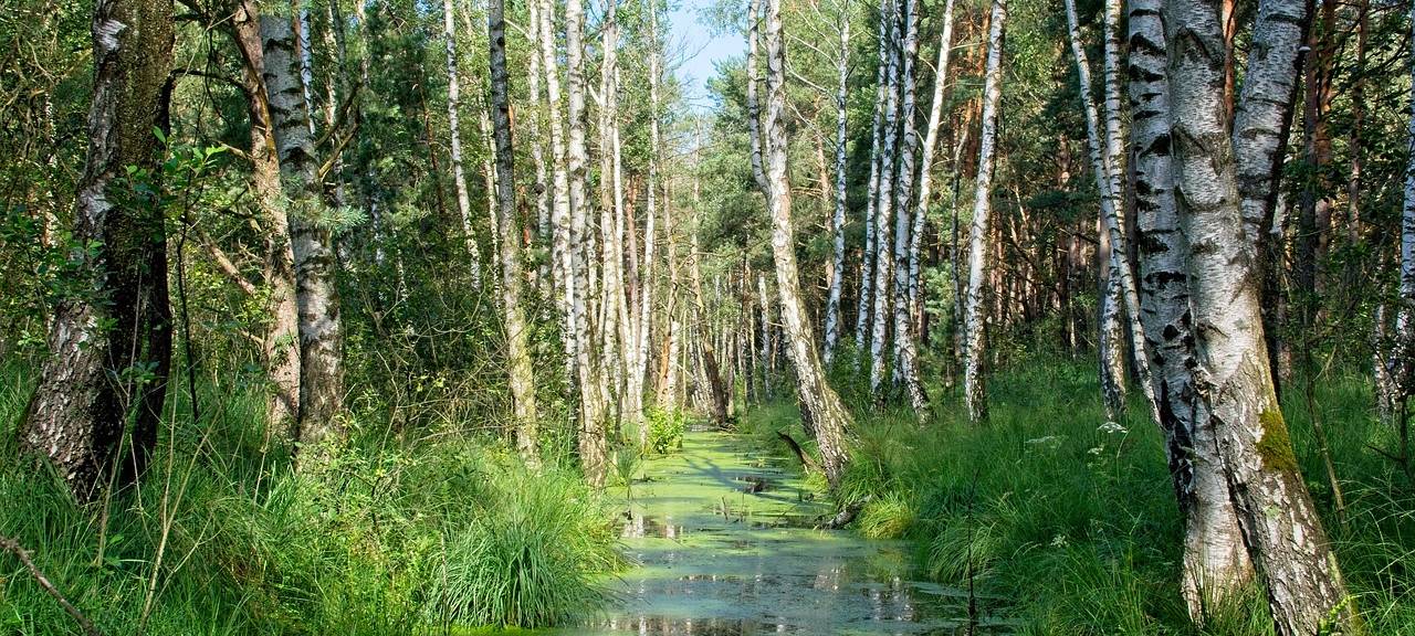 Heute Moorkonferenz NRW – Pionierprojekt auch im Bergischen
