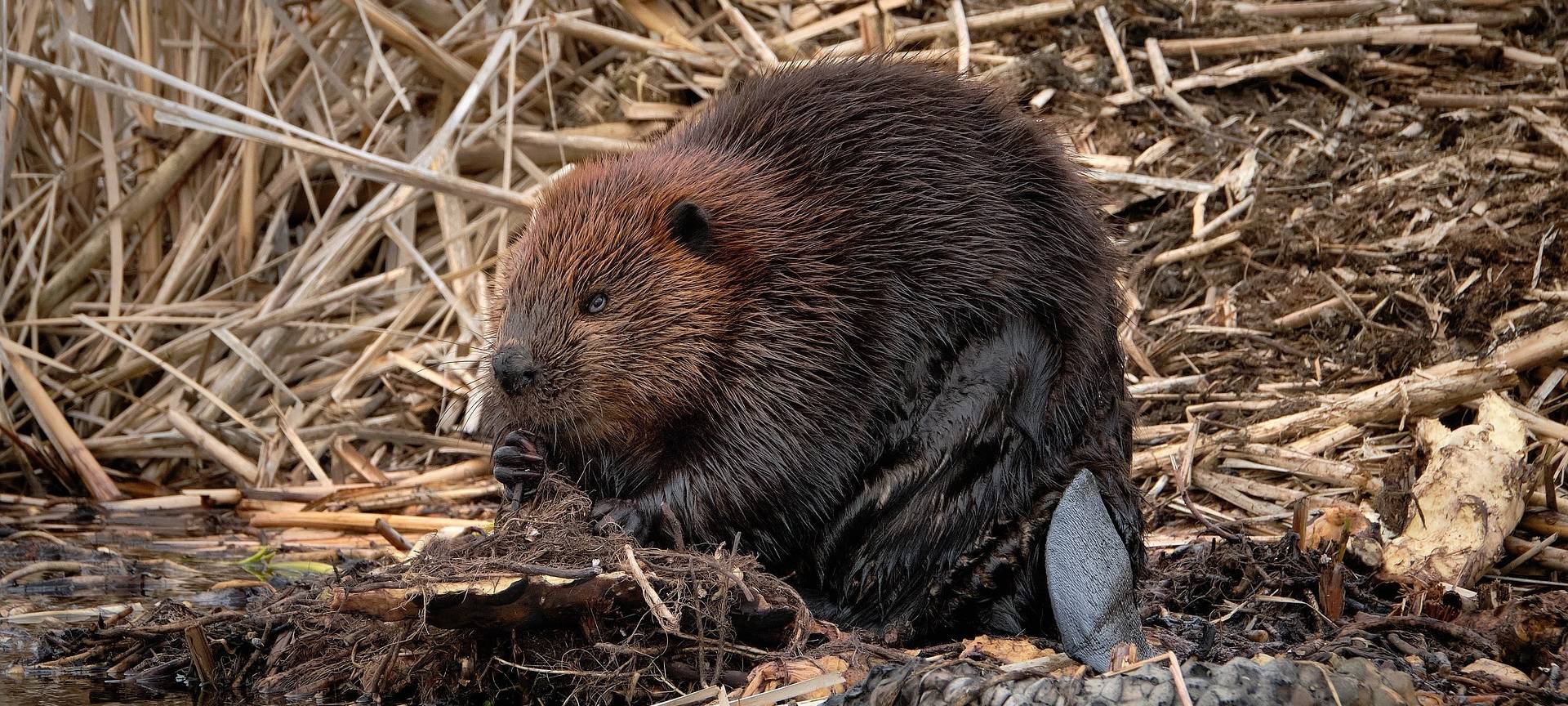 OBK: Leitlinien für das Miteinander mit dem Biber
