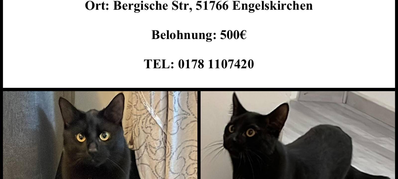 Wer hat Tosbik gesehen?