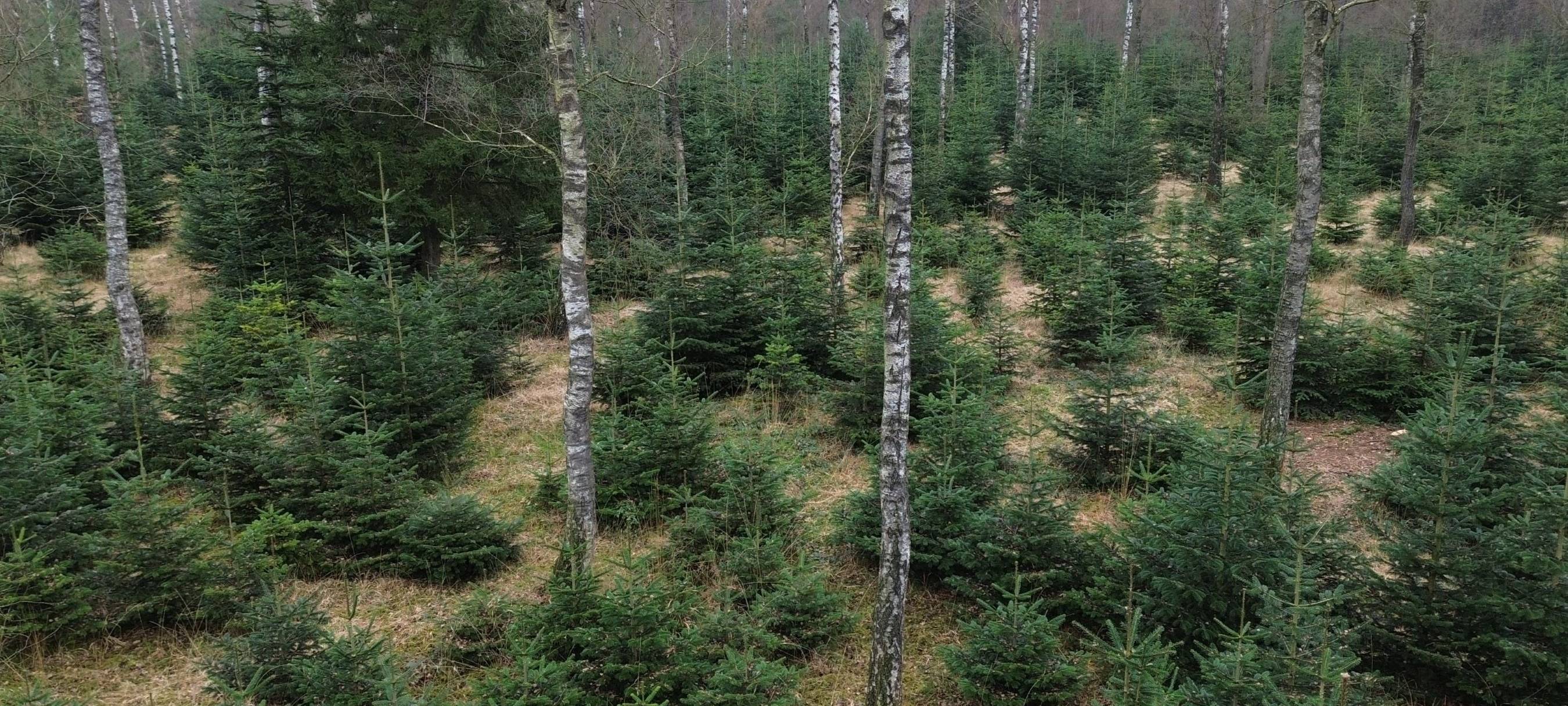 Weihnachtsbaum - Wunsch nach mehr Nachhaltigkeit