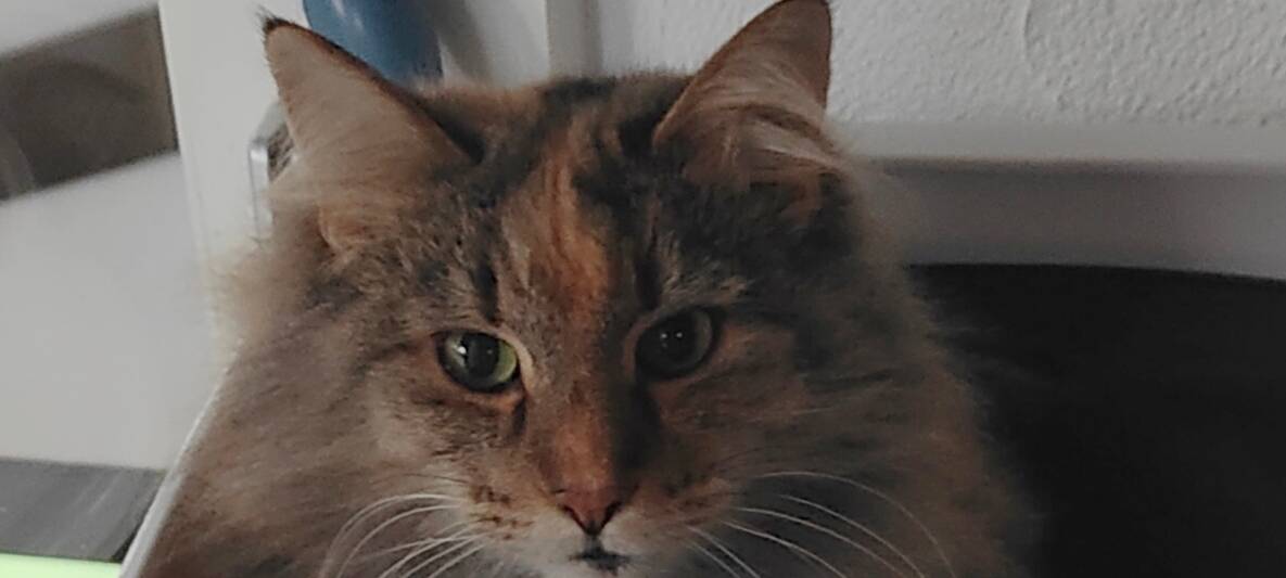 Wer hat Bonnie gesehen?