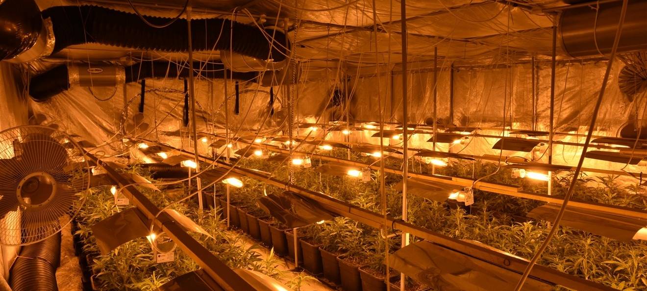 Bergneustadt: Polizei hebt Cannabisplantage aus