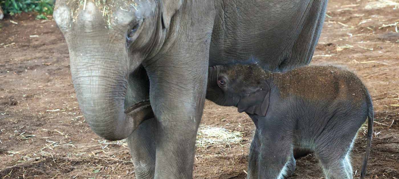 Elefantengeburt im Kölner Zoo